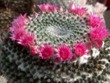 Mammillaria_bachmannii-.